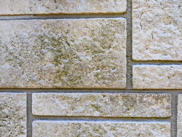 湿気の多い箇所に発生する外壁の青カビ・苔の付着症状